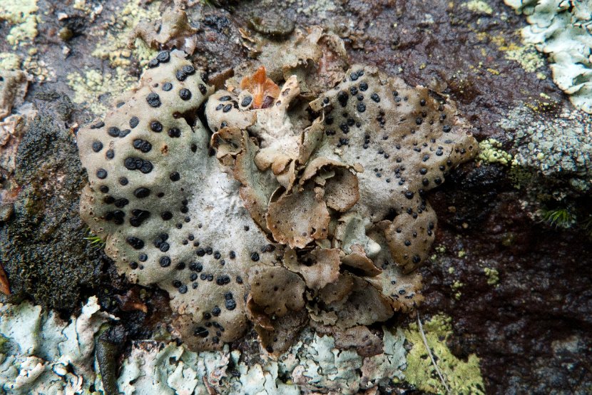 Umbilicaria crustulosa-3